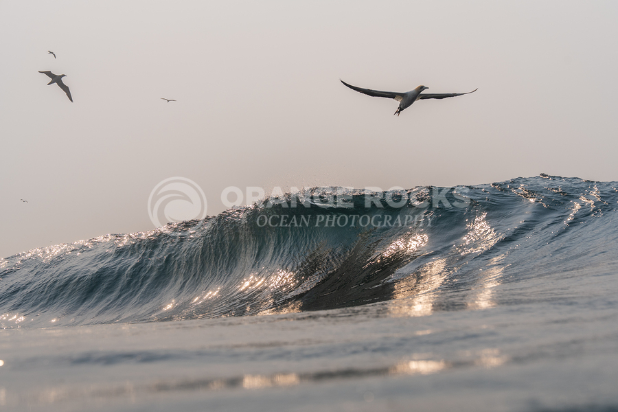 SILVER WINGS  Imprimer