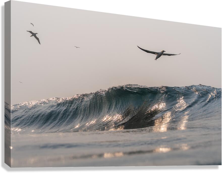 SILVER WINGS Canvas Print