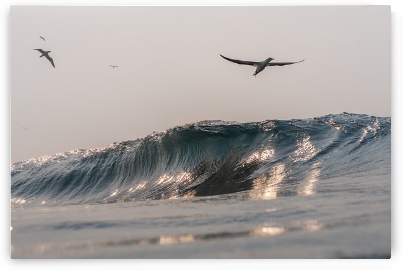 SILVER WINGS by Terence Pieters ORANGE ROCKS